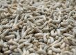 How To Get Rid of Maggots in a Trash Can