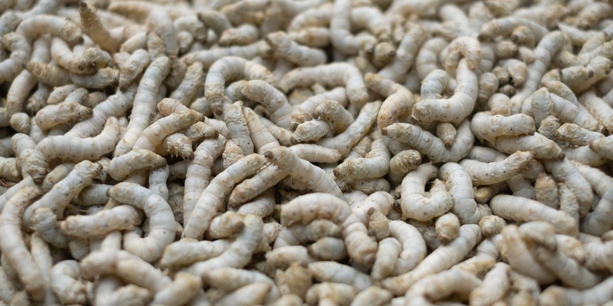 How To Get Rid of Maggots in a Trash Can